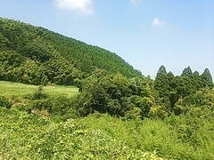 DSC_0113.JPG