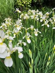 IMG_2696.jpg