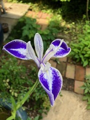 IMG_2716.jpg